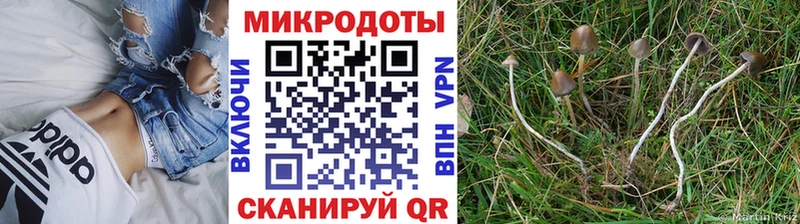 Псилоцибиновые грибы Cubensis  где можно купить   Долгопрудный 