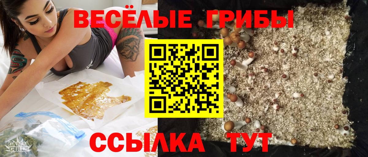Псилоцибиновые грибы Psilocybe Долгопрудный